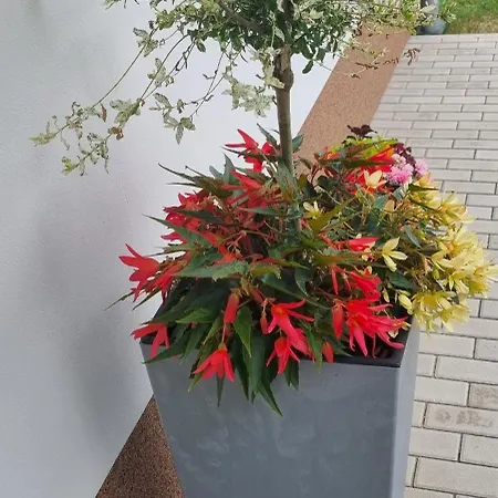 Konukevi Pek